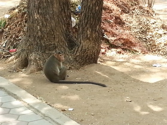 Mono en el campus